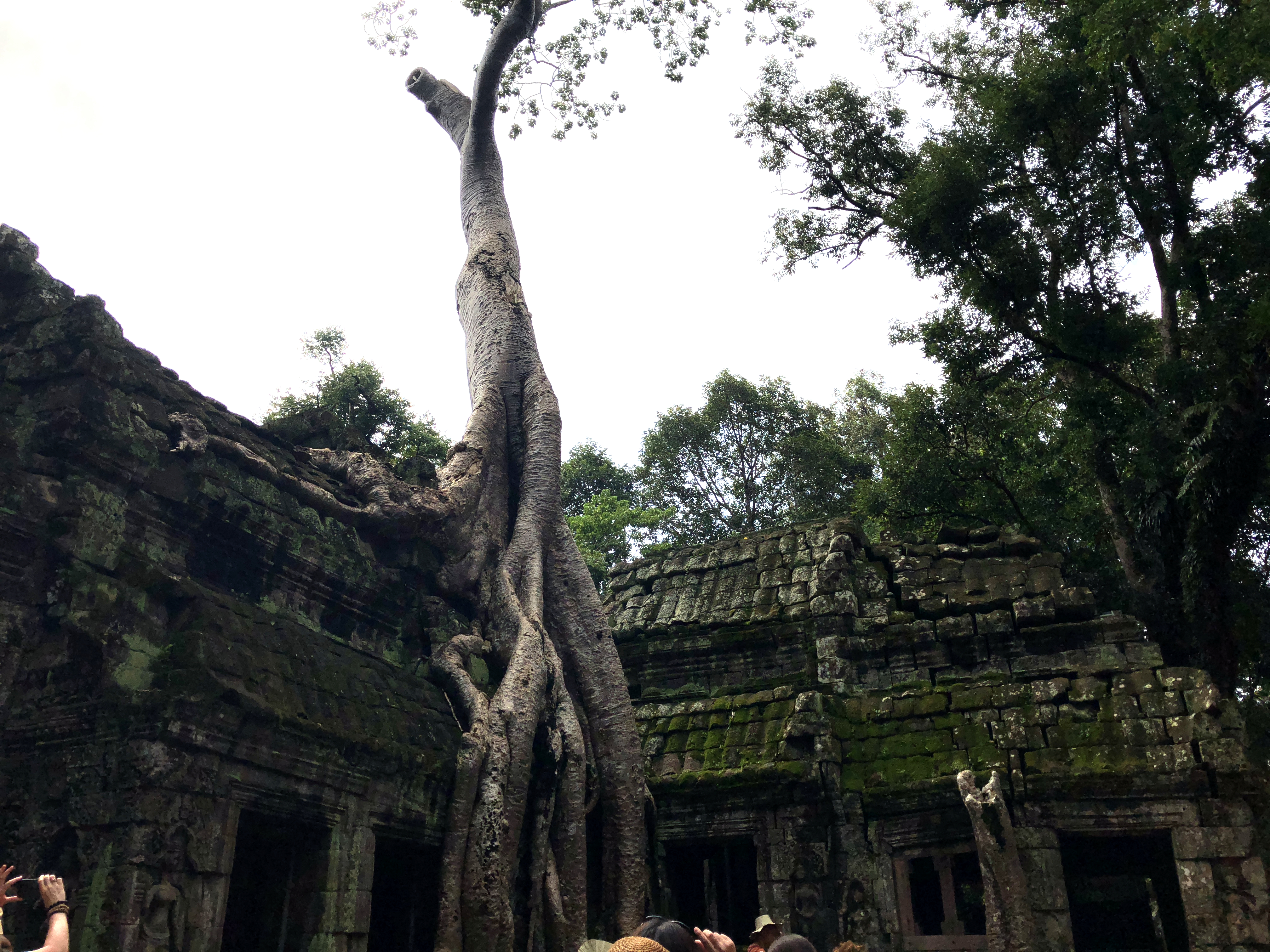 tree growing out of ruins