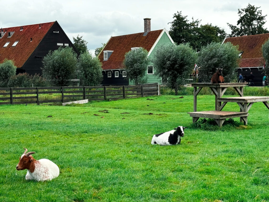 farm goats at zaanse schans