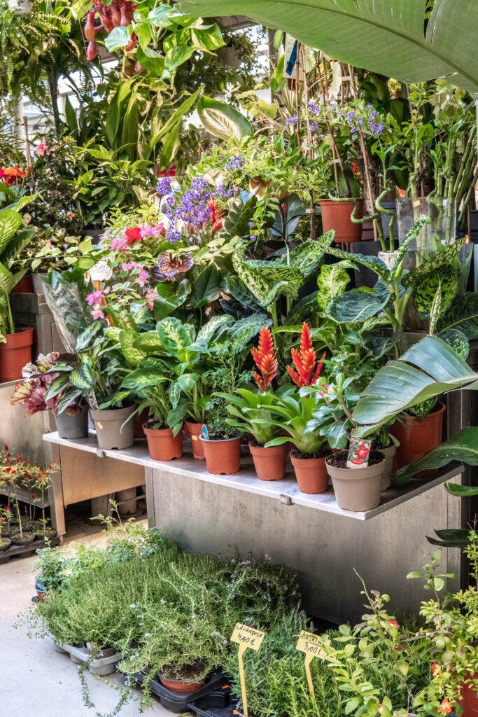 green plants at mercado bolhão things to do in porto