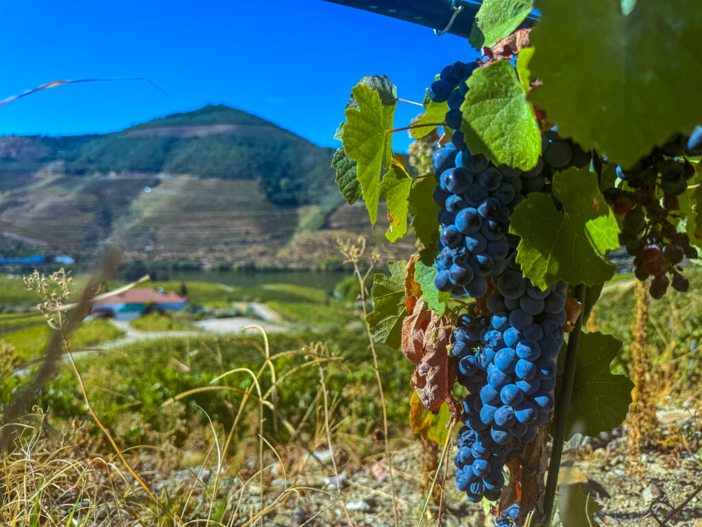 Wine tasting tour in Pinhao Portugal Douro Valley