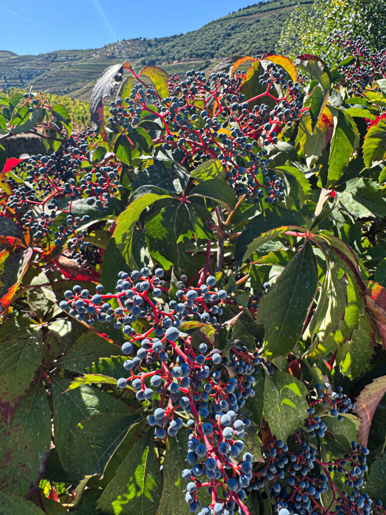 vineyard grapes from hike in douro valley