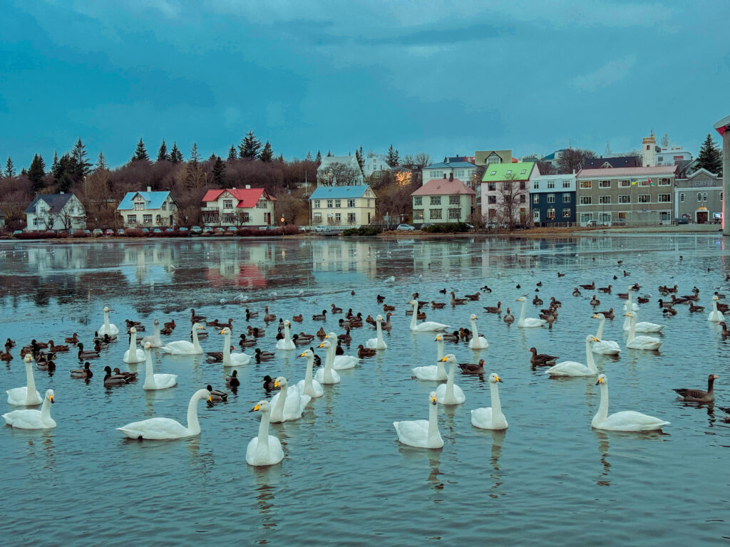 solo traveler watching the swans at Tjörnin in reykjavik, iceland