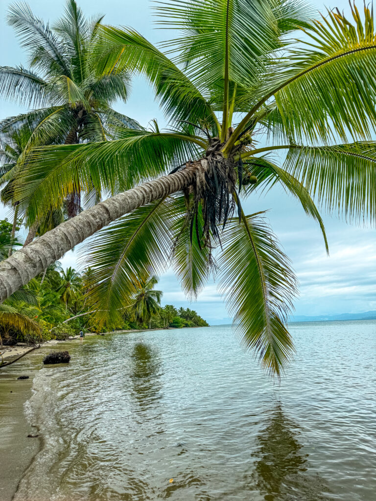 beautiful palm tree above clear shallow water at Starfish Beach on Isla Colon.