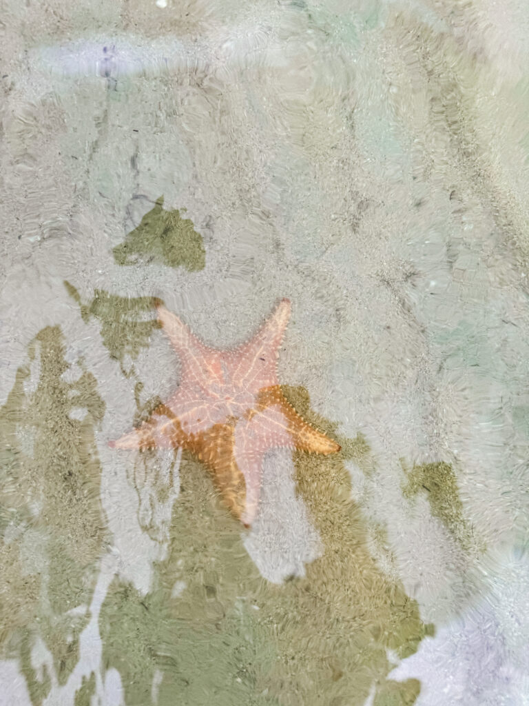 Playa Estrella (Starfish Beach): Giant orange starfish visible through the clear shallow water at Starfish Beach on Isla Colon.