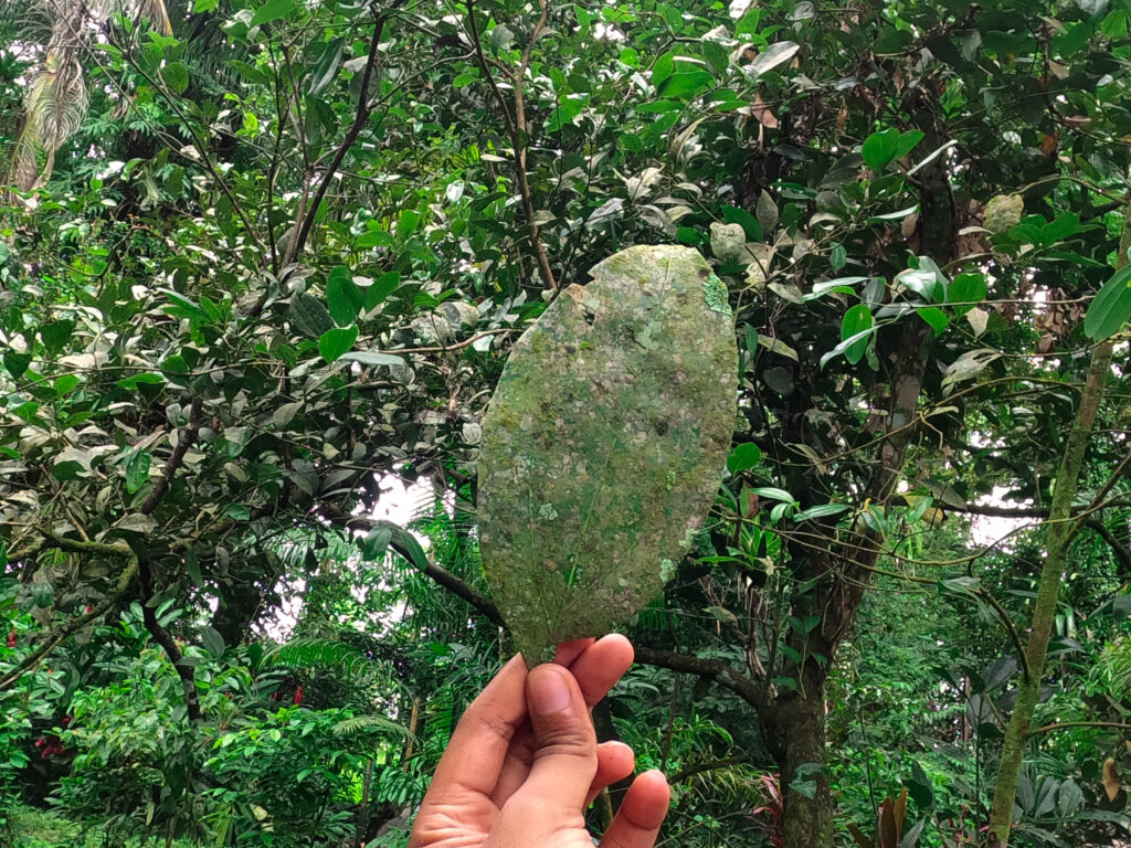 A close-up of a fresh green cinnamon leaf being held up during a permaculture farm tour in the Panama rainforest.