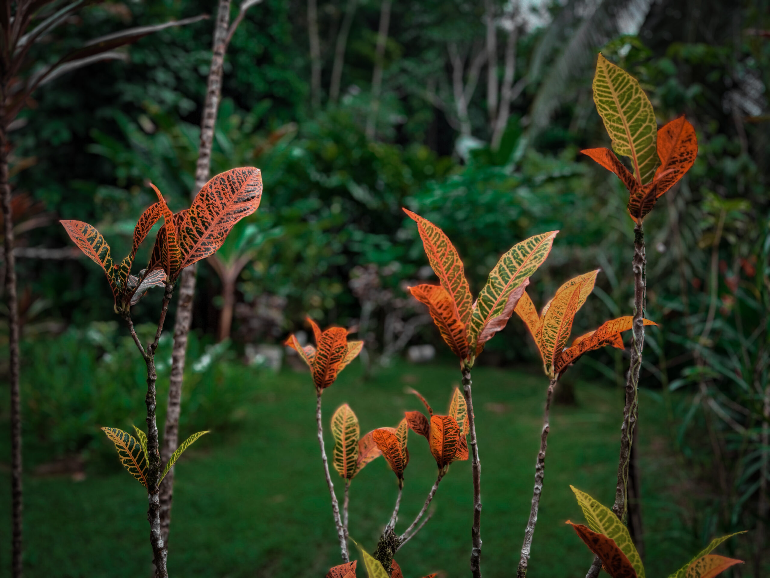 A close-up of a vibrant orange tropical flower blooming in the lush jungle canopy of Isla Bastimentos, Panama.