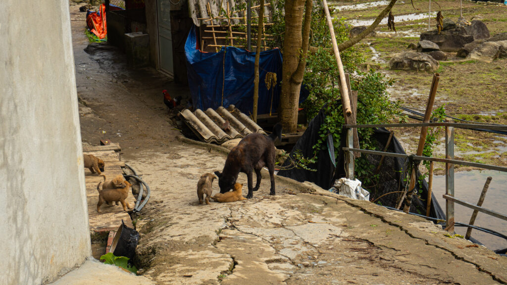 dogs in the local mountain village of sapa vietnam