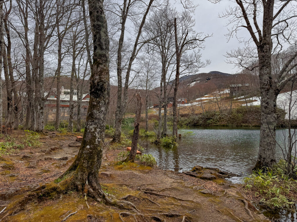 Serene view of the emerald green waters at Dokkonuma Pond surrounded by dense forest in the Yamagata mountains.